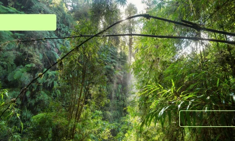 RSSI : Survivre dans la jungle num&eacute;rique - Quand la nature inspire la cybers&eacute;curit&eacute;